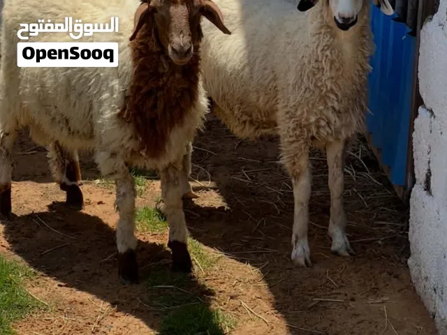 2 حولا وطنيات للبيع السعر 2500 مع بعض
