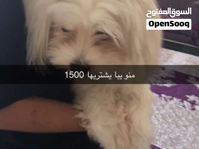 فصيله شيواوا