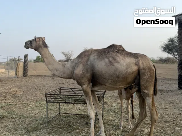 للبيع عزوف تحتها قعود سمين