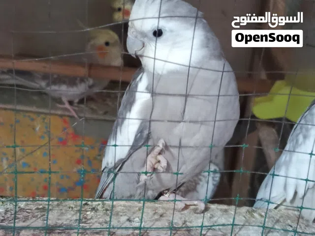 زوج كوكتيل انجليزي نشطات الفحل مبزر منه سابقاً النثيه مامجربها توني ماخذها صحتهم فول خير من الله