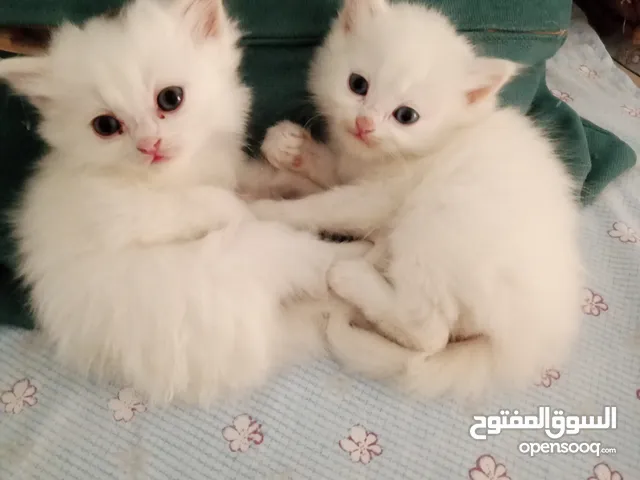 قطة شيرازي مع اولادها للتبني