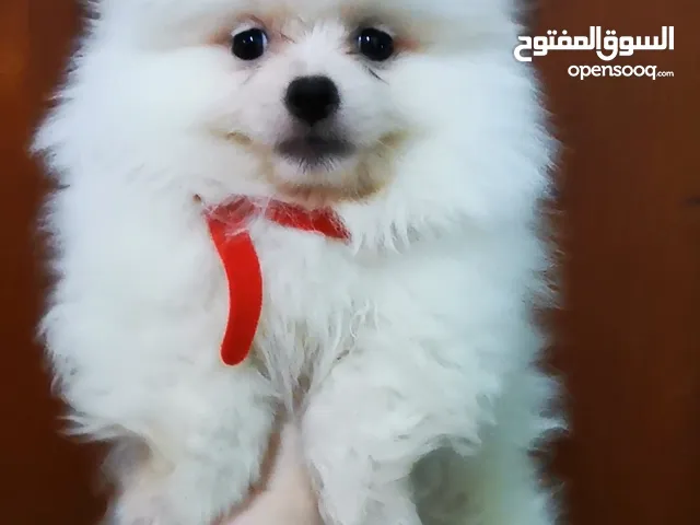 Mini Pomeranian female & male