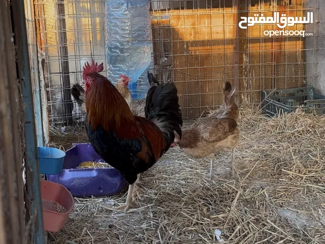 دجاج عربي كويتي مطوك