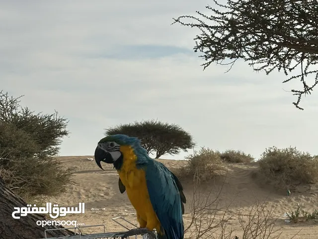 مكاو للبيع أليف ومدرب