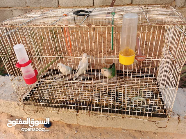 بركديلو روز