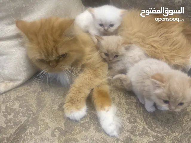 للبيع قطة شيرازي مع عيالها