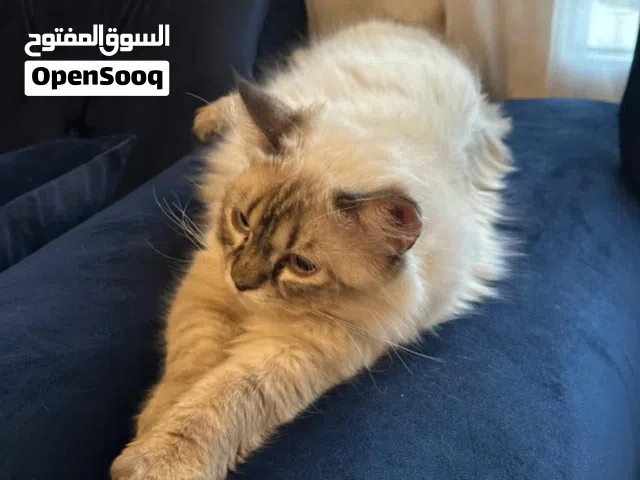 قط هيمالايا/راغدول صغير جميل للبيع