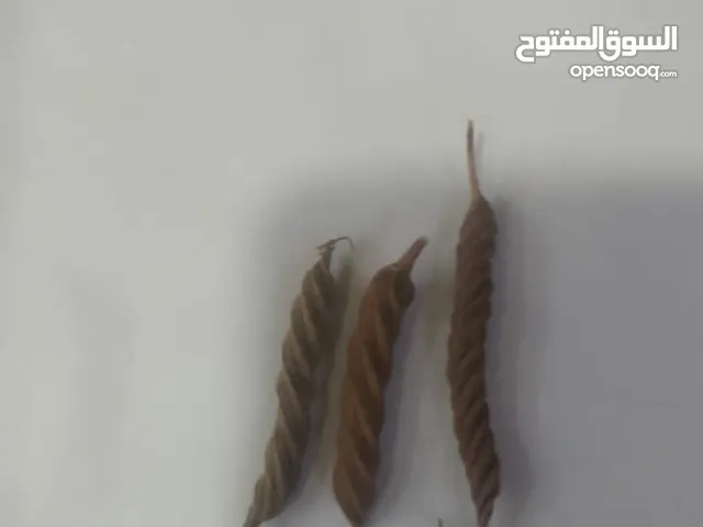 السلام عليكم عرق السواحل عدد 3 السعر 1000الف دولار مكان التسليم الاردن