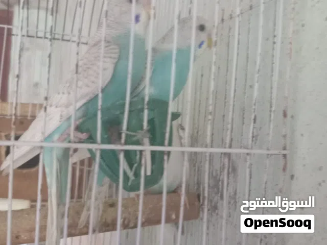 جواز حب ومخاليف