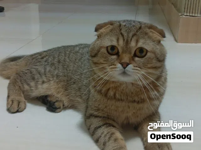 ذكر سكوتش فولد