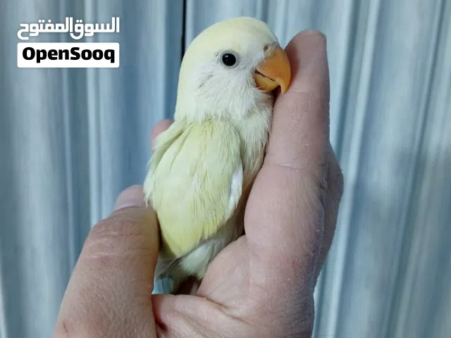 فرخ روز اينو اخر زق بداية فطم حبات بالصلاة عالنبي