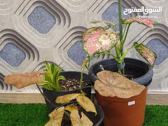نباتات داخلية سهلة العناية و تعطي جمال للمنزل . تجدد الأوكسجين .