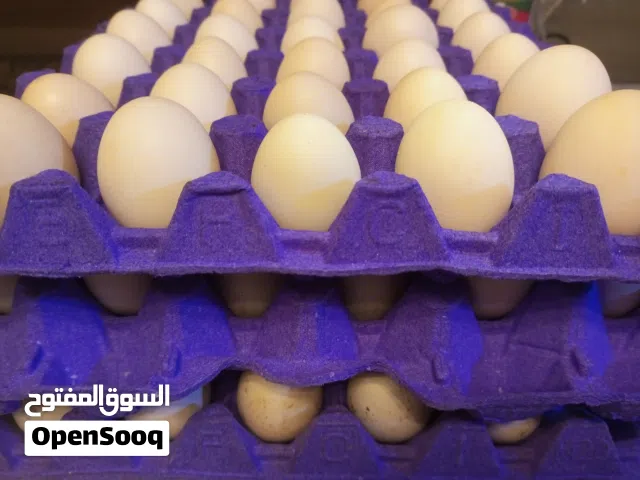 بيض بلدي طازج يوميا