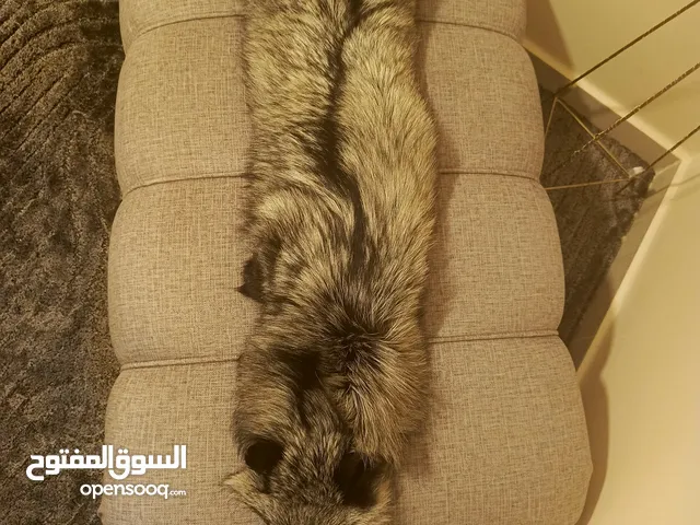 فروه silver fox