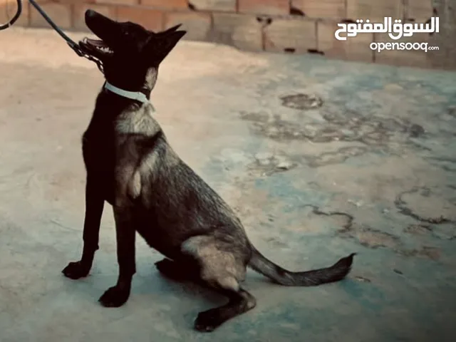 نوع الكلب: منيلوا