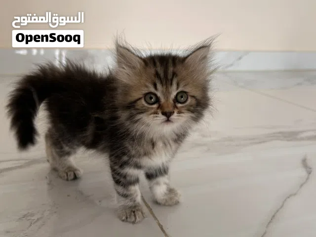 قط شيرازي للبيع عمر 45 يوم انثى