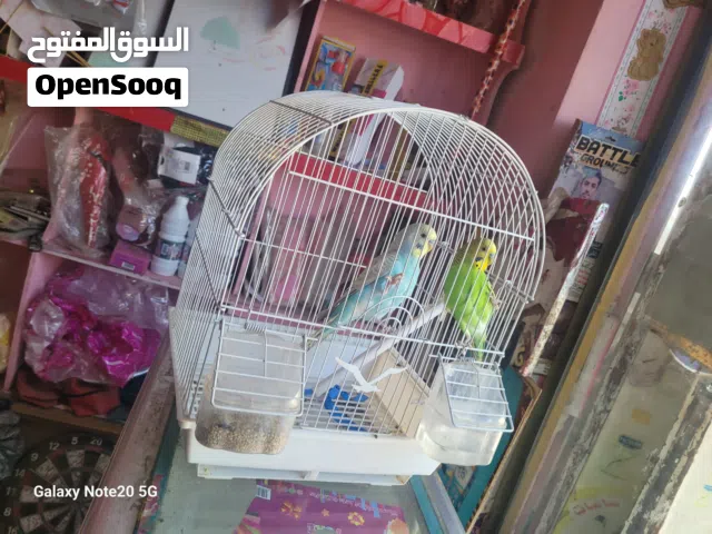 عصافر زينه ذكر وانثى عررررطه