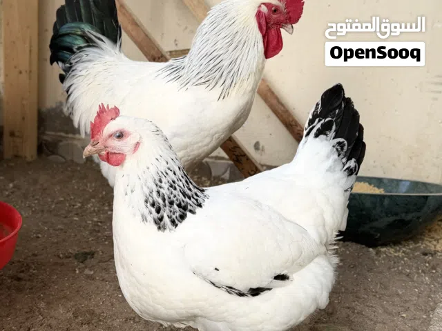 دجاج فرنسي للبيع