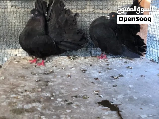 كوبيه تونسي 250دينار سعرها