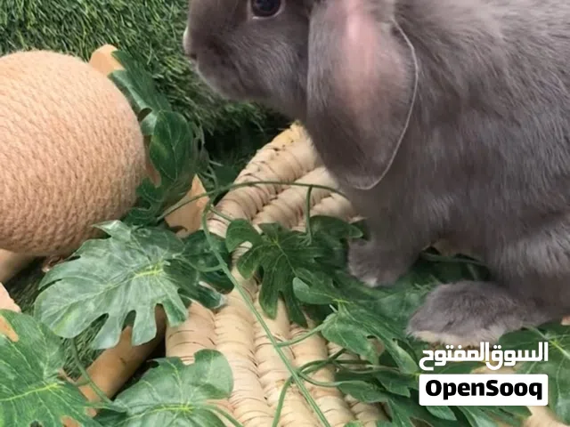 ارانب هولند لوب للبيع الواحد ب450