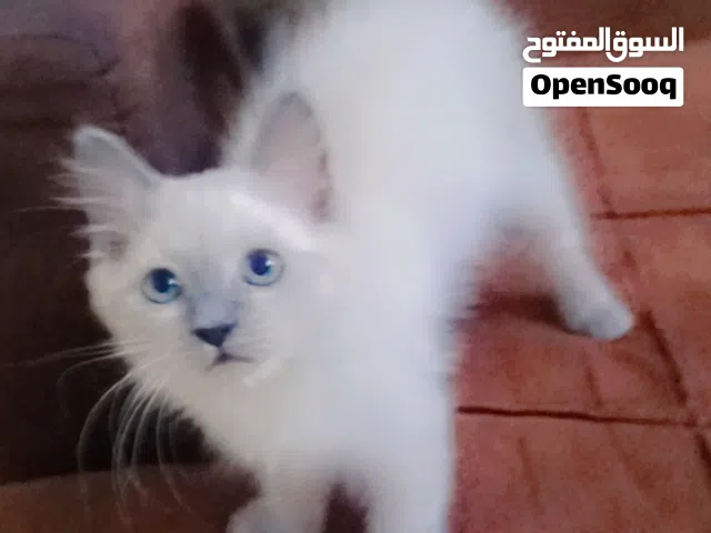 قطط للبيع العمر ثلاث اشهر