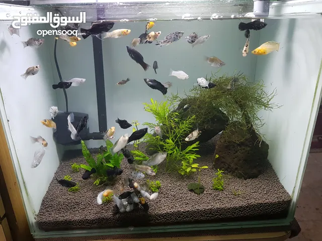 حوض سمك نبات طبيعي كامل مع السمك
