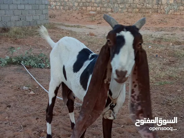 معزه ومعها جديها للبيع ماشاء الله .........