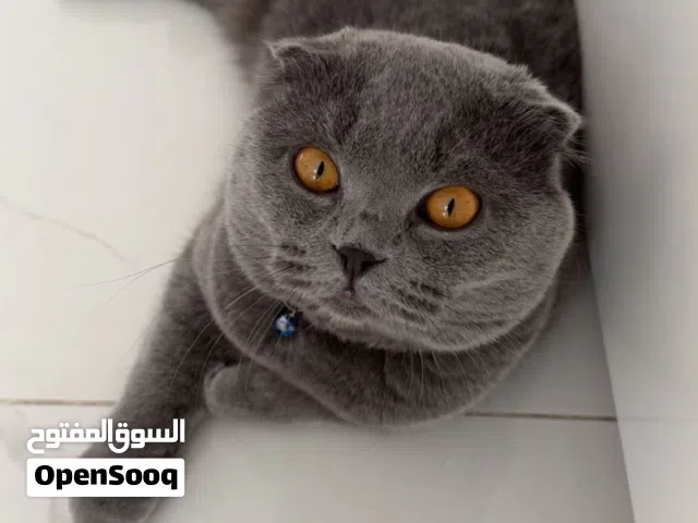 ذكر سكوتش بيور