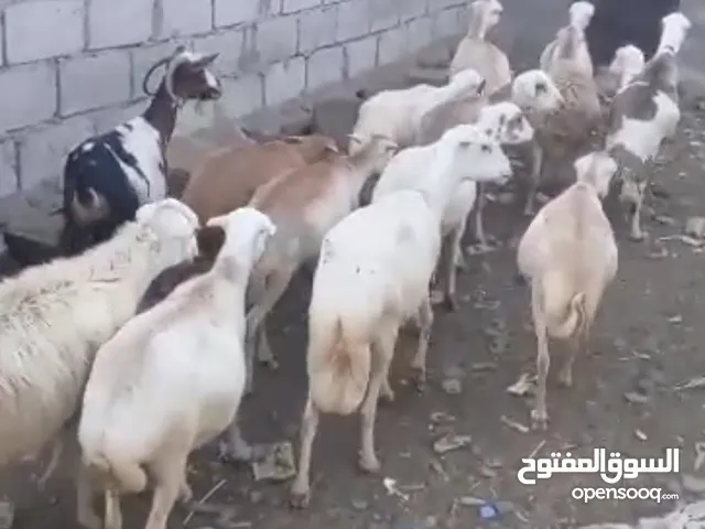 غنم بلدي للبيع