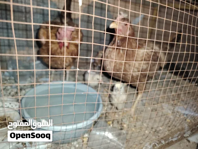 دجاجتين عرب بحالة جيدة وراها 4 أفراخ مال بيت مو شارع جانن ب ابو الخصيب سعرهن 50 المشراق القديم واتسا