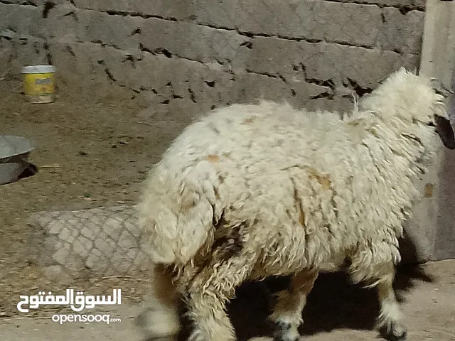 طليان ضحايه