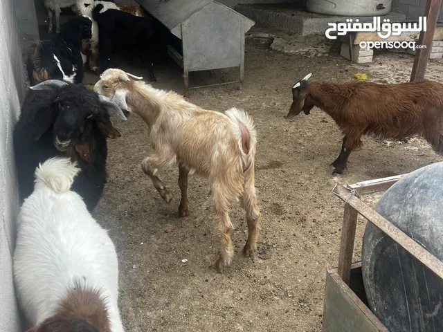 9 جديات لحم للبيع صحه كويسه عمر اربع اشهر