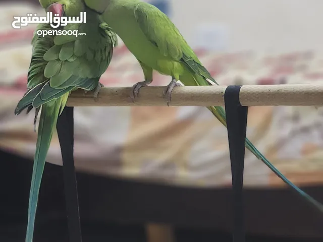 ببغاء دره .