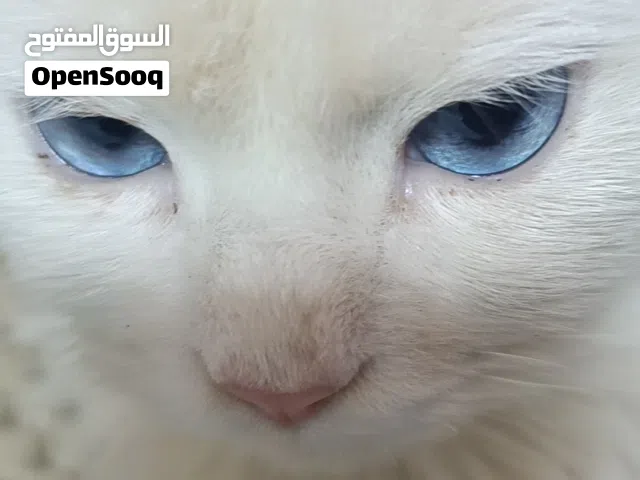 قطط نظیف و حلو