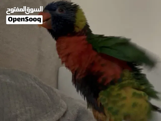 لوري رينبو اليف هدد