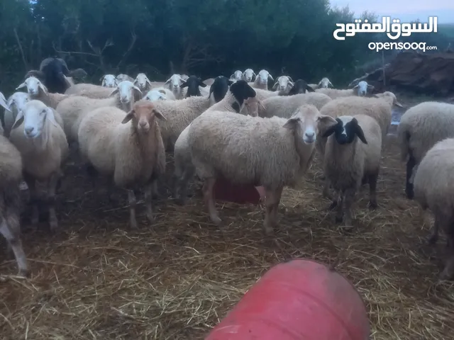 بيع غنم غربي و صردي