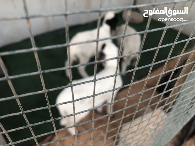 نعجتين وخروف ربي يبارك