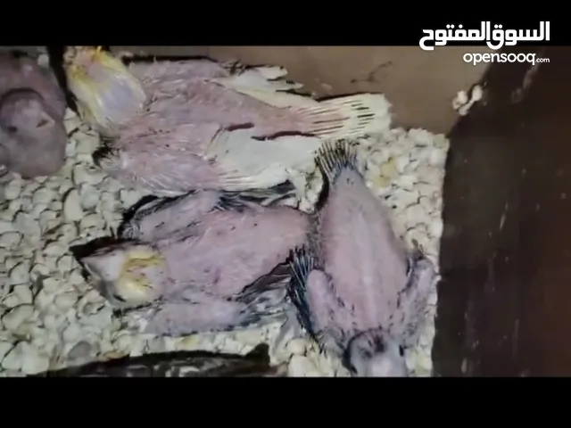 موجود 4 افراخ كوكتيل 2 البينو. و2عاديات الفرخ. الواحد 13 موجودات في مادبا