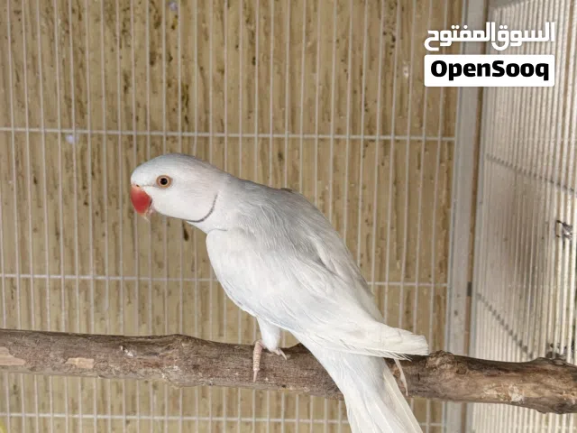 للبيع دره ابيض ذكر