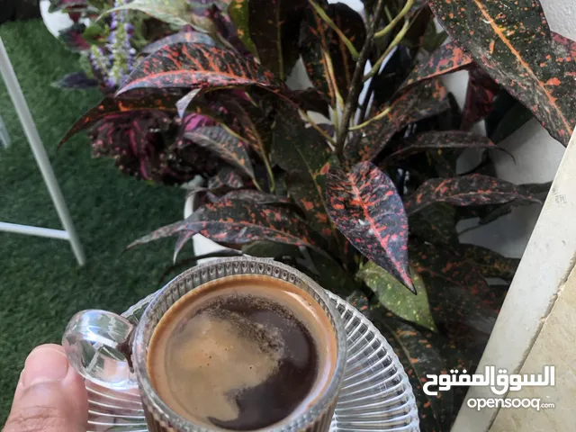 غرساتي حلوات الاسعار حلوه