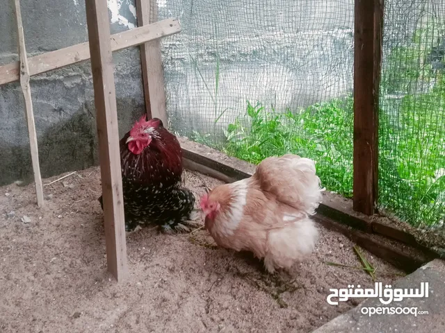 زوج كوشن الدجاجه جاي تلم بيض
