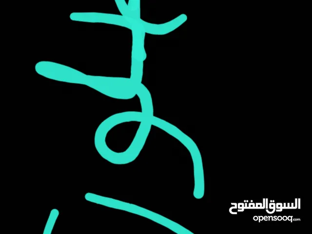 مطلوب ببغاوات قيمتها لا تزيد عن 25 دينار(ببغاء اليف)