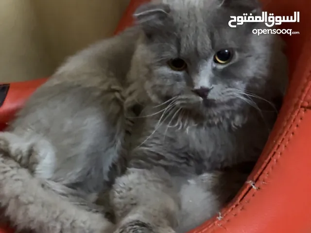 سكوتش للبيع