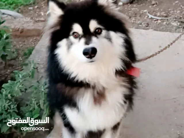 كلب مالموت الاسكا أو البدل علي كلب زينه