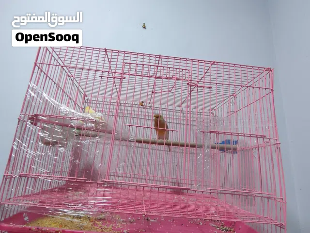 سلام عليكم كناريات انثه وفحل مزاويج محتاج