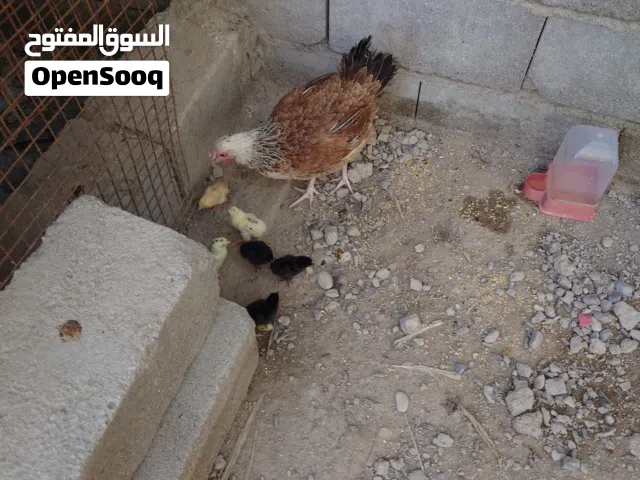 دجاجة عرب اصيل مع ست افراخ