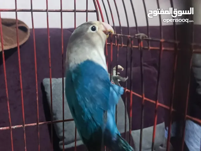 ذكر روز شبه اليف للبيع في عمان