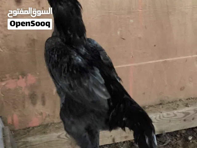 ديك من سلالة الشامو الألماني، لونه رمادي، عمره 7 german shamo rooster age 7 months أشهر