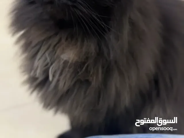 person cat