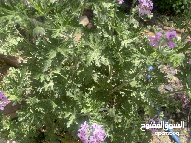 نبتة العطرية مزهرة ورائحة فواحة عطرية ( كوار فخار ) ومتوفر شتلات وورق غار نخب